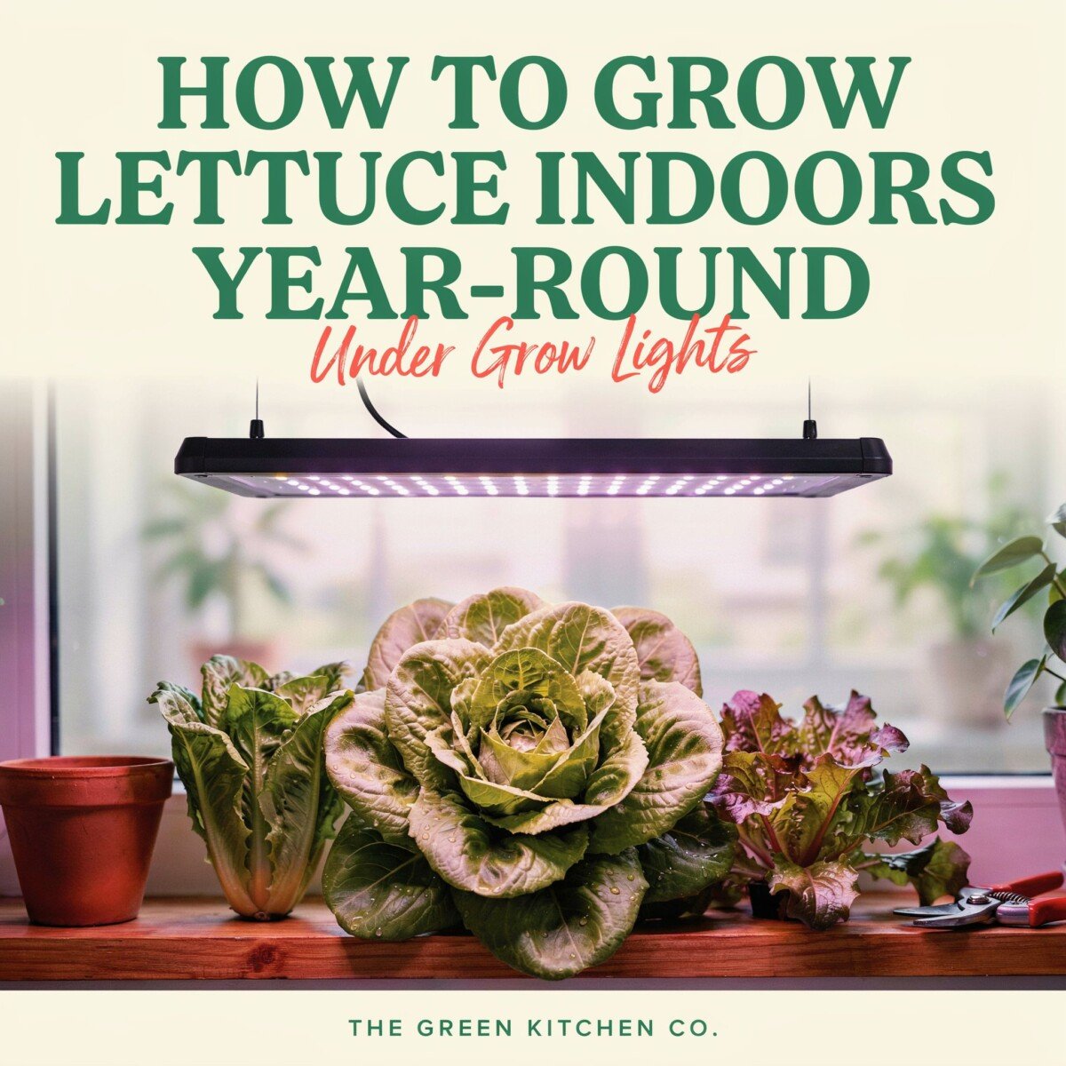 How to Grow Lettuce Indoors Year-Round Under Grow Lights